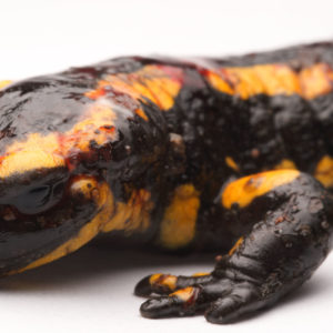 Beitrag: Feuersalamander in Gefahr