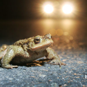 Beitrag: Amphibienschutz an Straßen