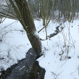 571_BOCHUN20210208_-10 Beitrag: Baumrodungen an den Harpener Teichen und am Ümminger See