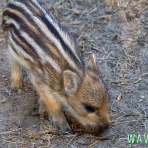 WS-1 Beitrag: Geflügelpest: Aufstallungspflicht für Halter ab Mittwoch, 7. April