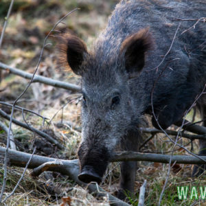 WS-14 Beitrag: Wegesicherung im Weitmarer Holz