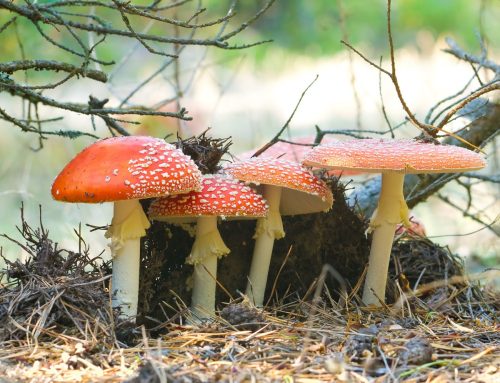 Pilzsaison in Bochum: Experten warnen vor Vergiftungen