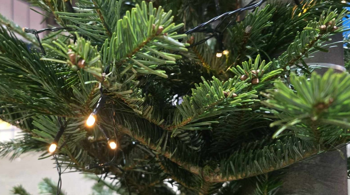 Weibaum Beitrag: Weihnachtsbaummitnahme in Linden: Ein Geschenk für die Festtage