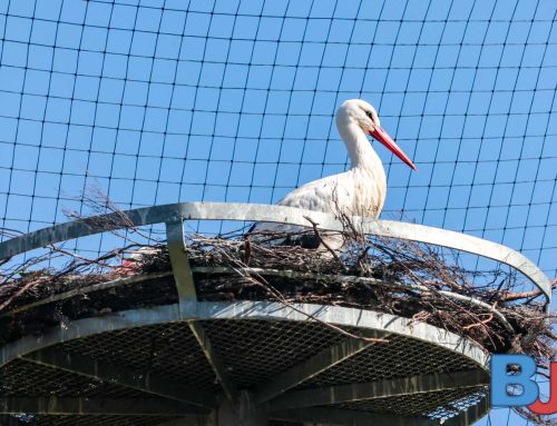 Erste Jungstörche im Storcherlebnispark Wattenscheid geschlüpft