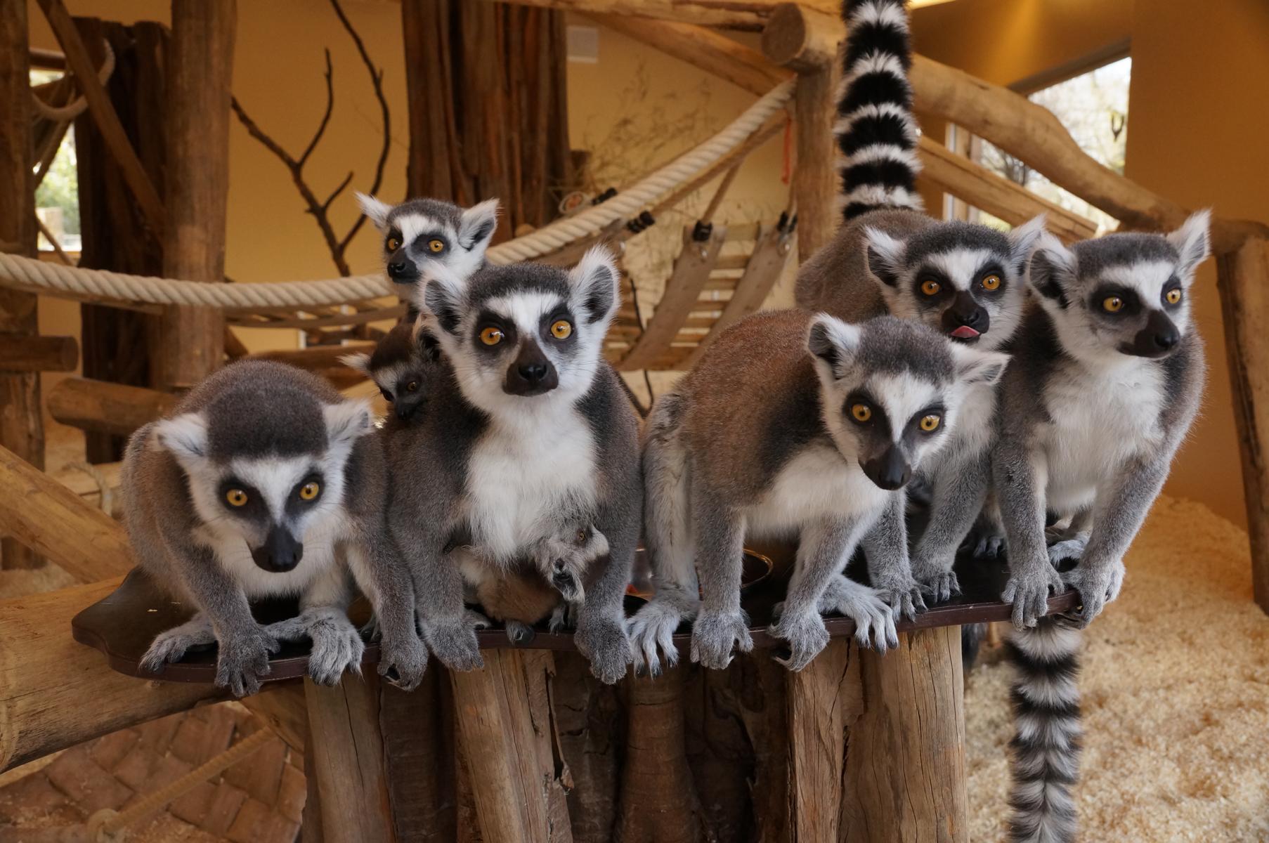 Foto©TPBO_2 Beitrag: Katta-Nachwuchs im Tierpark Bochum leider verstorben