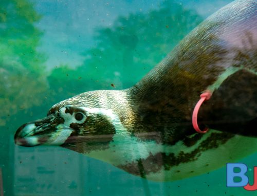 Tierpark + Fossilium Bochum startet buntes Ferienprogramm