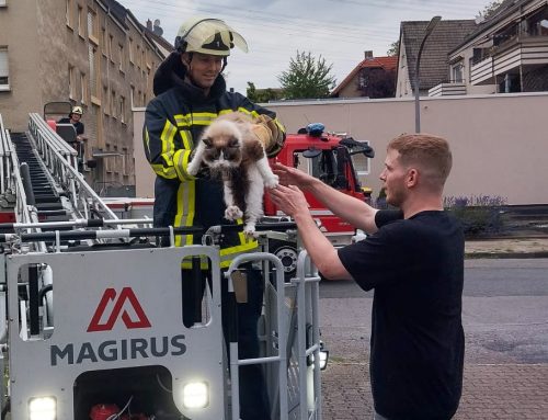 Kater „Loki“ von Feuerwehr vom Dach gerettet