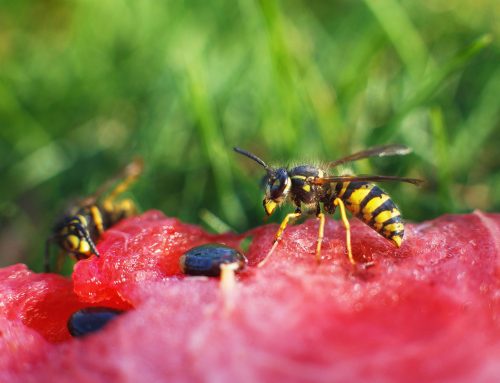 275 Insektenstich-Behandlungen in Bochum