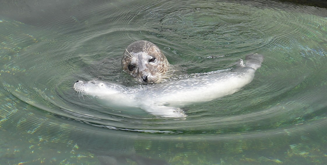 Beitrag: Dreifacher Seehundnachwuchs im Tierpark Bochum