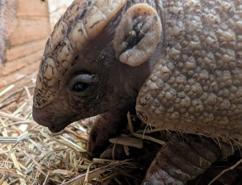 Erstes Gürteltierbaby im Tierpark Bochum
