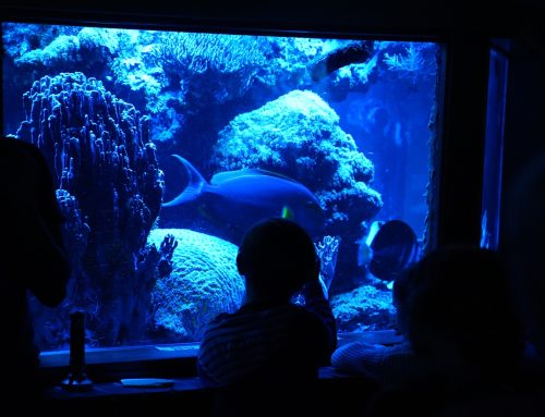 Nacht der Natur: Tierpark Bochum lädt zur Abendveranstaltung