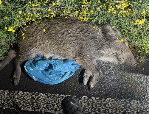 Wildschwein-Unfall auf der A40 bei Bochum – mehrere Fahrzeuge betroffen