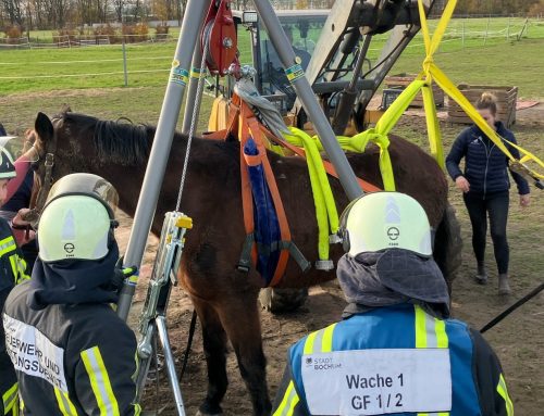 Feuerwehr hilft Pferd in Sevinghausen