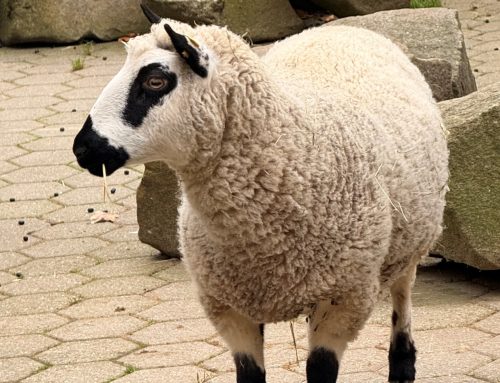 Tierpark Bochum stellt neue Schafrasse vor
