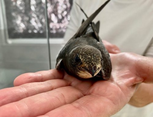 Bochumerin für jahrzehntelanges Engagement im Vogelschutz ausgezeichnet