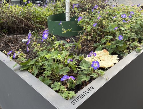 Ratten in der Innenstadt: CDU fragt nach Maßnahmen der Stadt