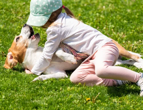 Auch kleine Haustierbisse bergen hohes Infektionsrisiko