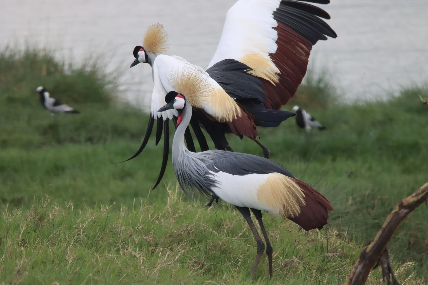 Tansania Arusha 2022 Beitrag: Glücksboten in Gefahr: Kronenkranich ist Zootier des Jahres 2026