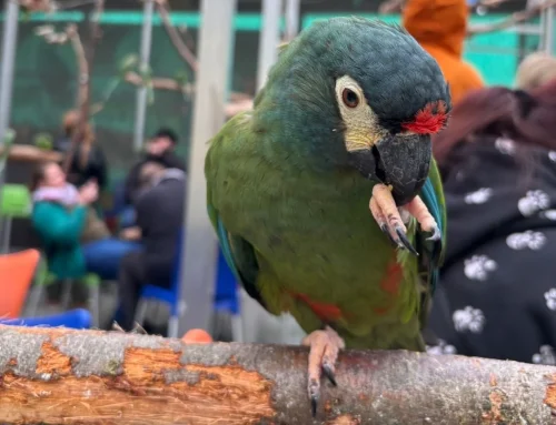 40 Jahre Papageienpark: Jubiläumsprogramm im Juni