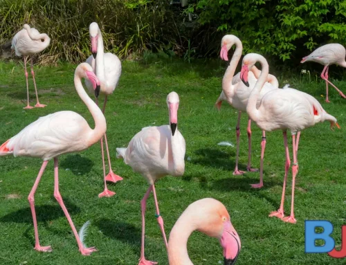 FBS lädt Familien zu Entdeckungstour im Tierpark ein