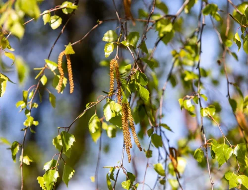 Frühblüher belasten Allergiker in Bochum