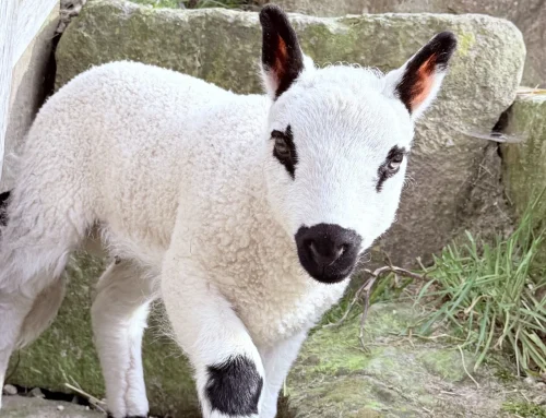 Tierisch gute Sommerferien: Tierpark Bochum startet Lesesommer