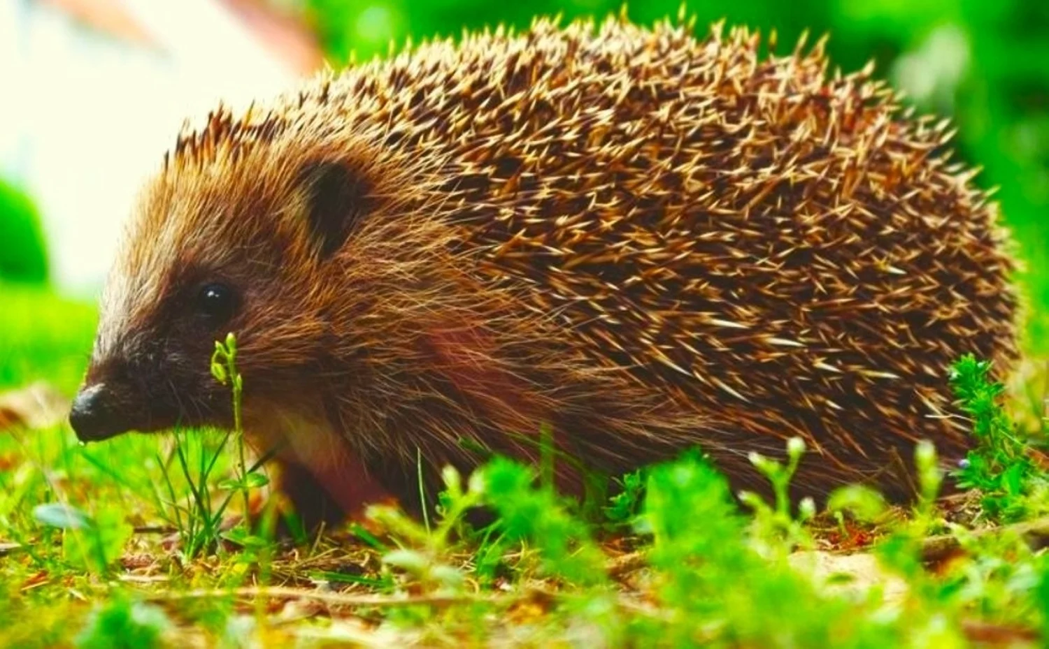 Beitrag: NABU-Vortrag in Bochum: Igel im Fokus des Artenschutzes