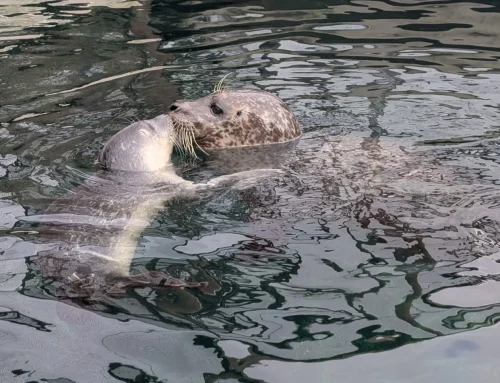 Neuer Lebensabschnitt für Seehunde Motte, Floh und Nubbel