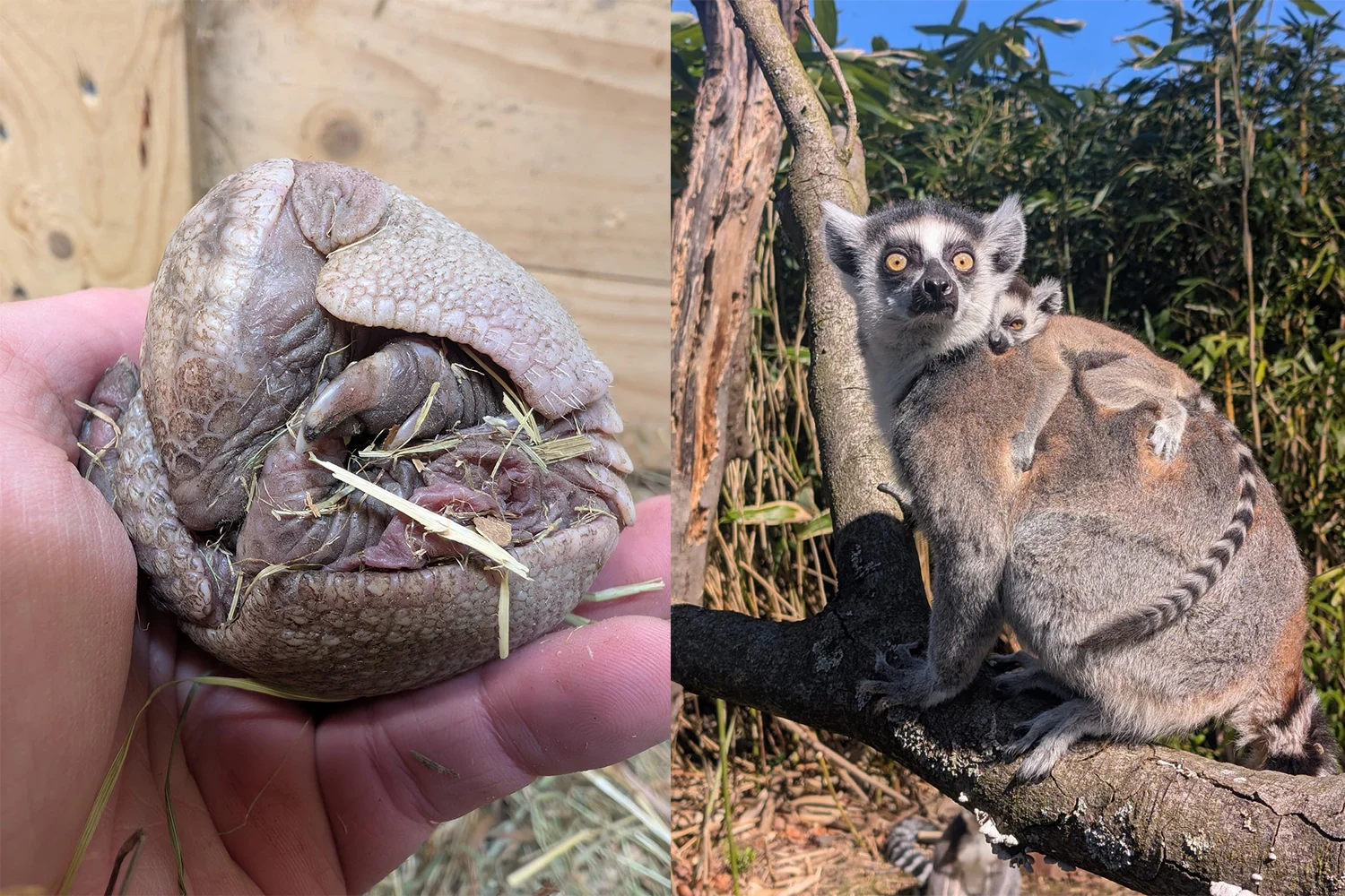 Beitrag: Nachwuchs im Tierpark Bochum: Kattas und Gürteltiere sorgen für Aufmerksamkeit