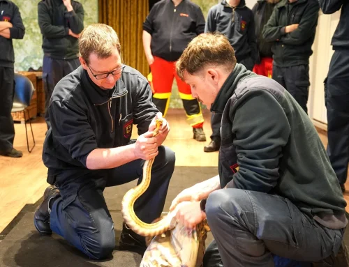 Welttag der Schlange: Tierpark Bochum feiert seltenen Nachwuchs bei den Woma-Pythons