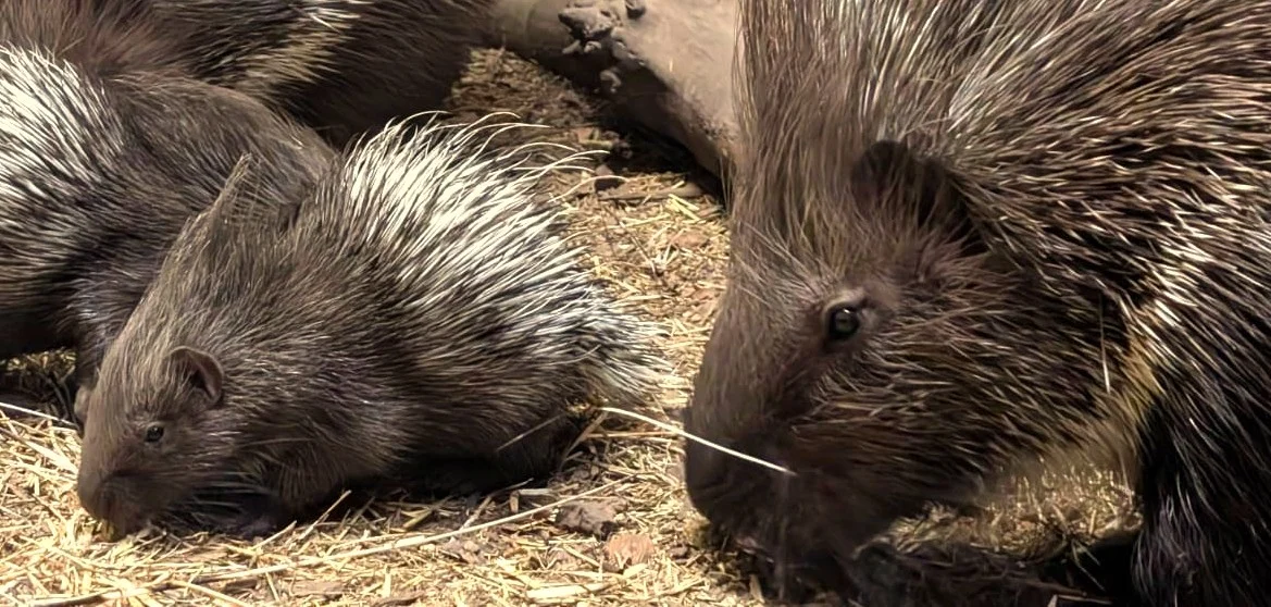 Doppeltes Glück bei den Stachelschweinen im Tierpark Bochum Beitrag: Stachelschwein-Babys verzaubern den Bochumer Tierpark
