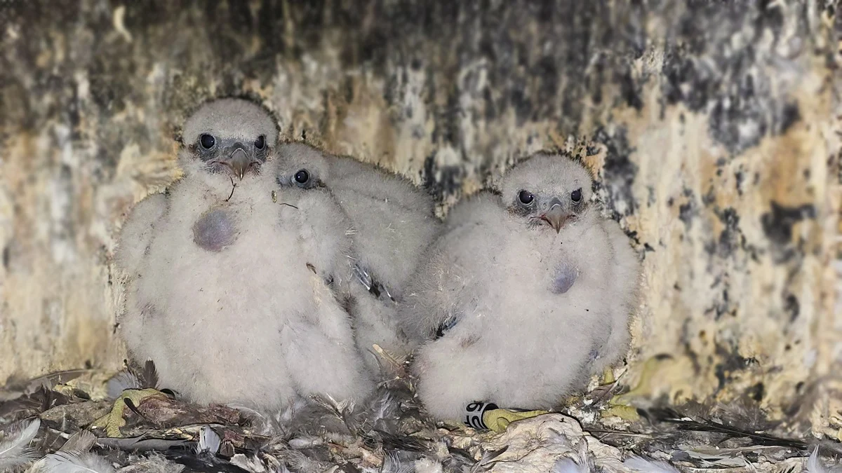 Im Wanderfalken-Nistkasten am Heizkraftwerk der Stadtwerke sind wieder Jungvögel geschlüpft Beitrag: Jubiläum in Hiltrop: Wanderfalken brüten im zehnten Jahr in Folge am Heizkraftwerk