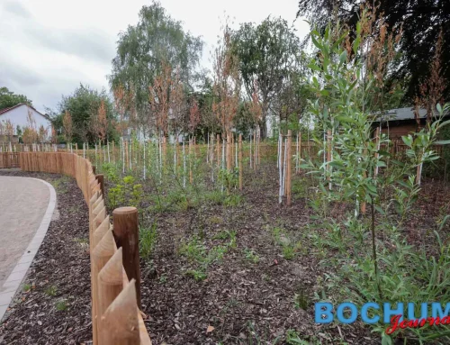 Zustand des Tiny Forest im Stadtgarten Wattenscheid