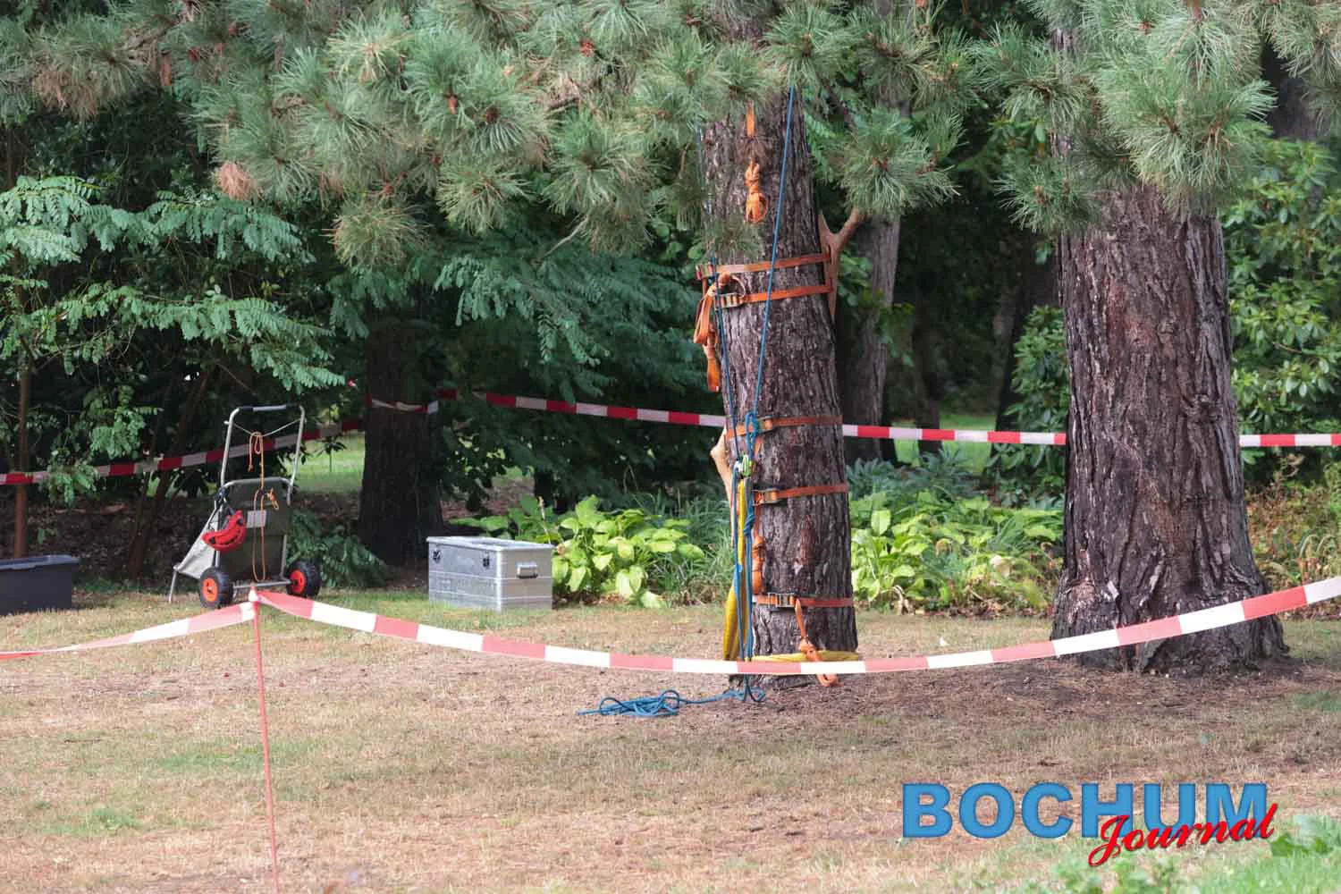 2026-08-28 Baumklettern Beitrag: Westdeutsche Meisterschaft im Baumklettern