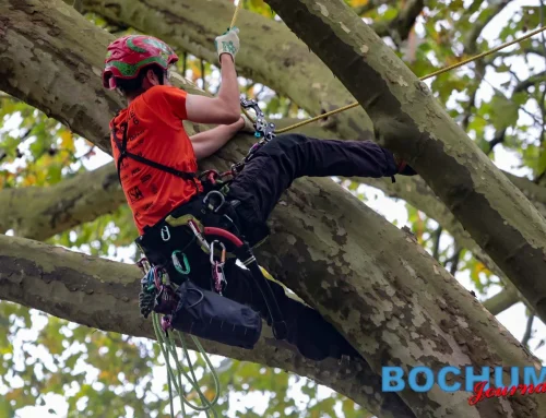 Hitze, Trockenstress und Nährstoffmangel bei den Bäumen in Bochum