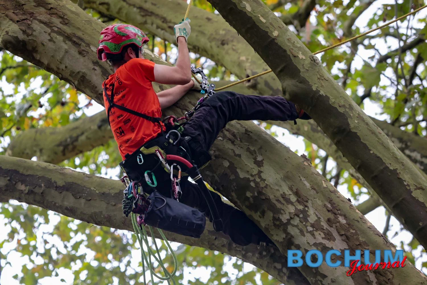 Bäume in Bochum werden regelmäßig von Experten untersucht-4 Beitrag: Hitze, Trockenstress und Nährstoffmangel bei den Bäumen in Bochum