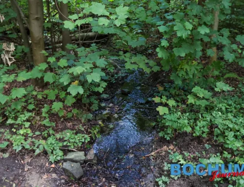 Sanierung des Teichs im Harpener Bockholt startet