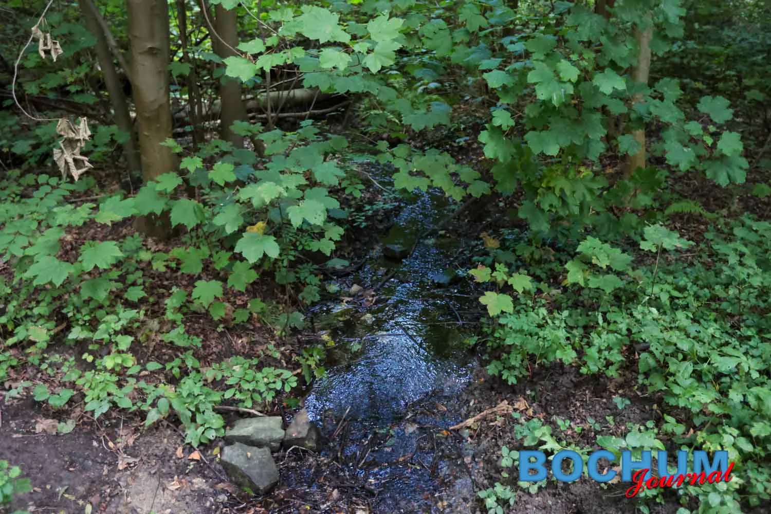 Natur / Bach / Wald Beitrag: Sanierung des Teichs im Harpener Bockholt startet