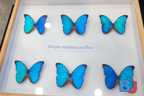 SES INSBOC20250316-11