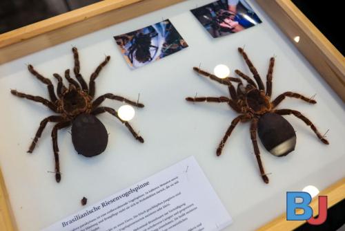 SES INSBOC20250316-13