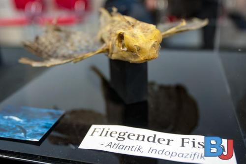 SES INSBOC20250316-20