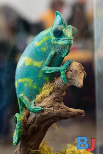 SES INSBOC20250316-5