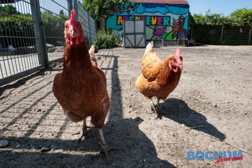 SES BOCFER20250612-1