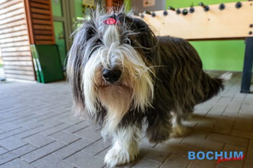 SES BOCFER20250612-8