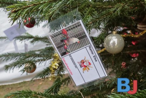 SES TIHBOC20251129-12